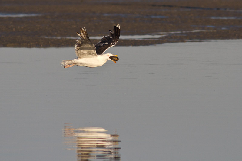 Canon EOS 7D - EF400mm f/5.6L USM