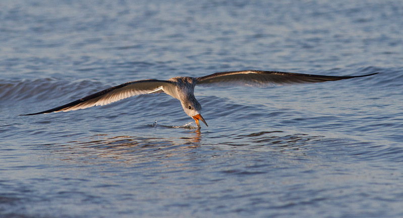 Canon EOS 7D - EF400mm f/5.6L USM