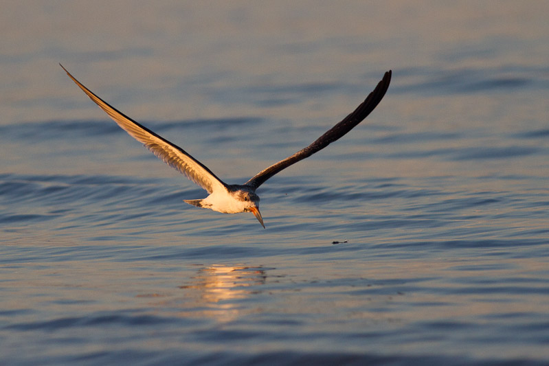 Canon EOS 7D - EF400mm f/5.6L USM