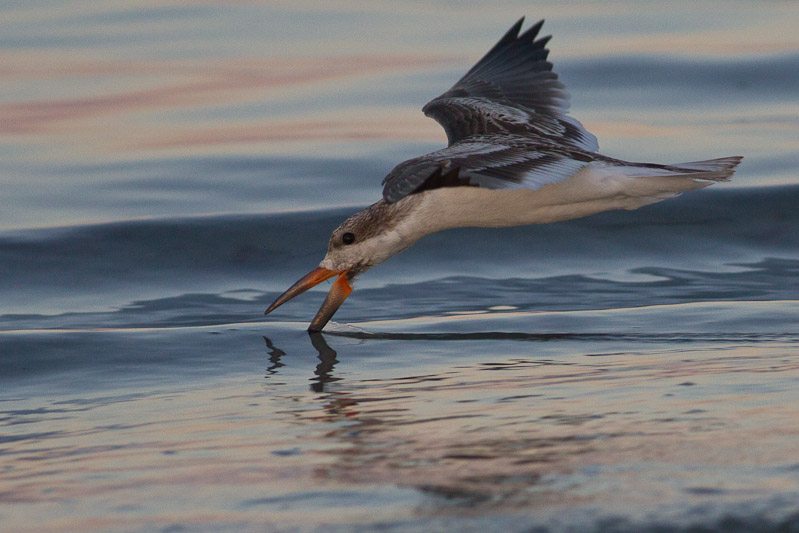 Canon EOS 7D - EF400mm f/5.6L USM