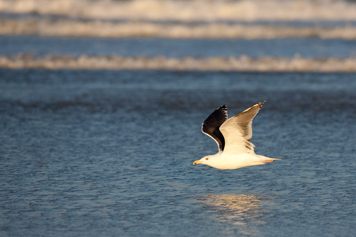 Canon EOS 5D Mark II - EF500mm f/4L IS USM