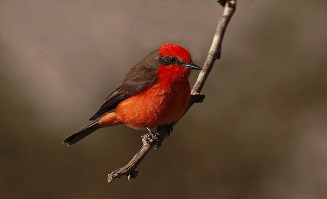 Vermillion Flycatcher Male UV