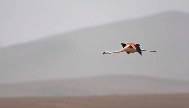 flamingo2