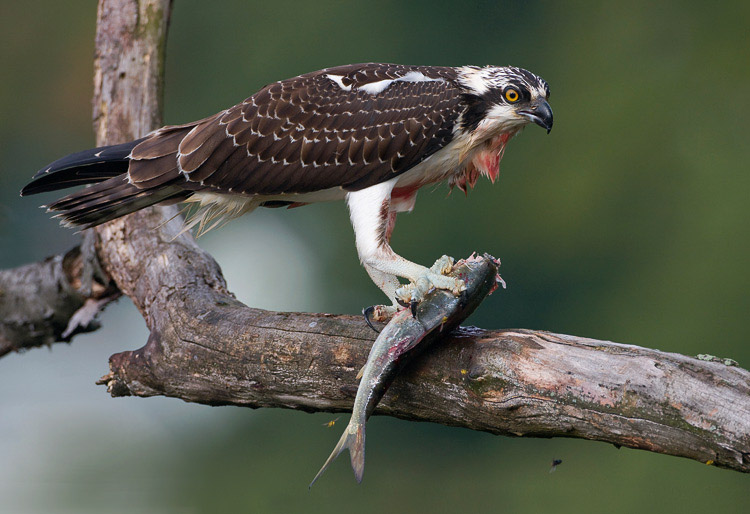 osprey