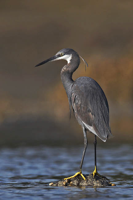 western reef heron