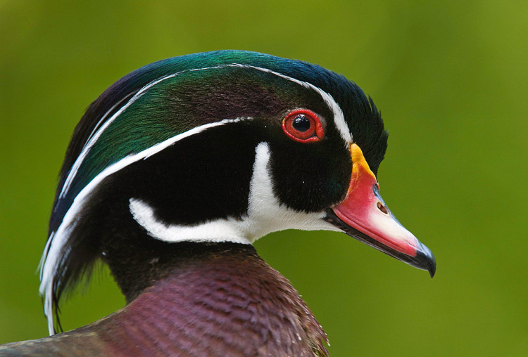 woodduck