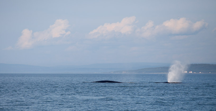 Canon EOS 5D Mark II - EF70-200mm f/4L USM