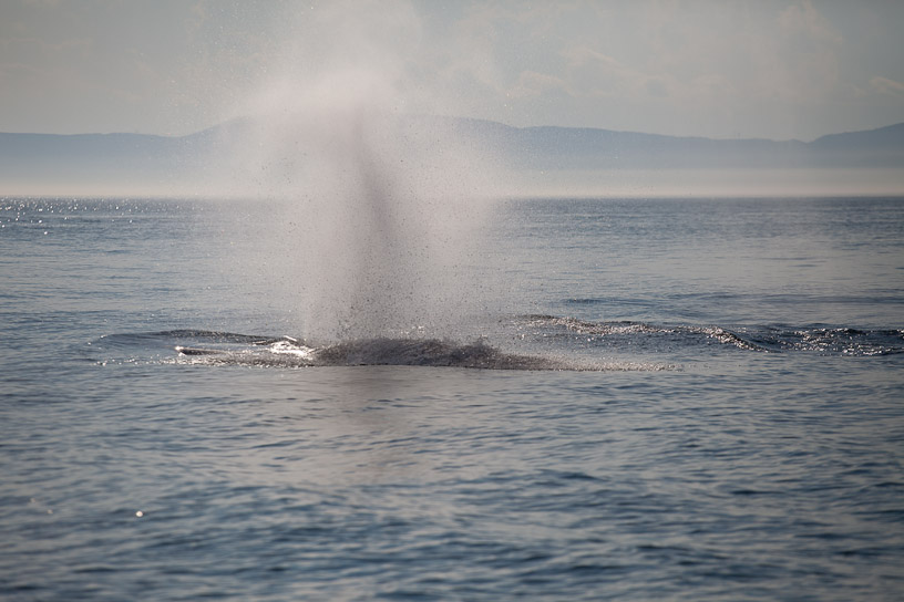 Canon EOS 5D Mark II - EF70-200mm f/4L USM