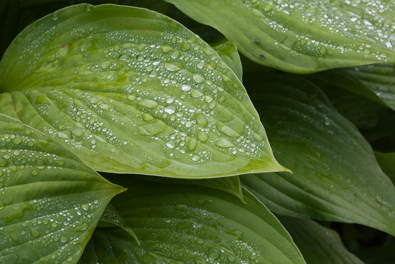 Canon EOS 5D Mark II - EF100mm f/2.8 Macro USM