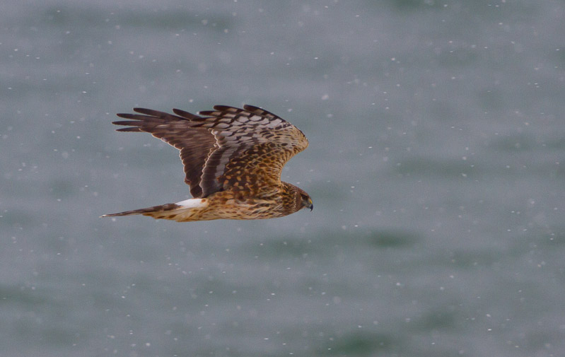 Canon EOS 7D - EF500mm f/4L IS USM