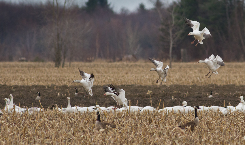 1/2500 sec at f / 5.6