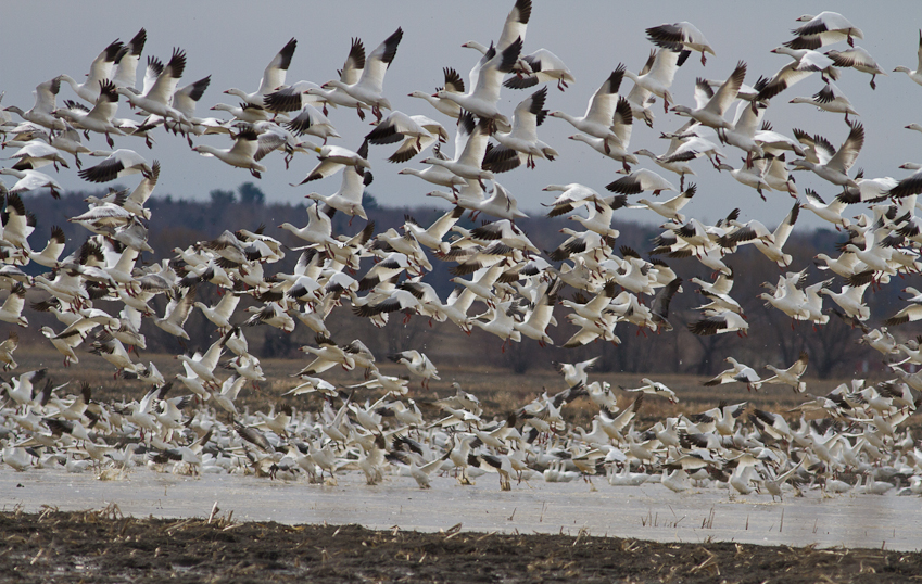 1/2500 sec at f / 6.3