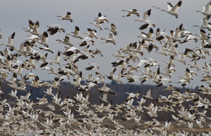 1/2500 sec at f / 6.3