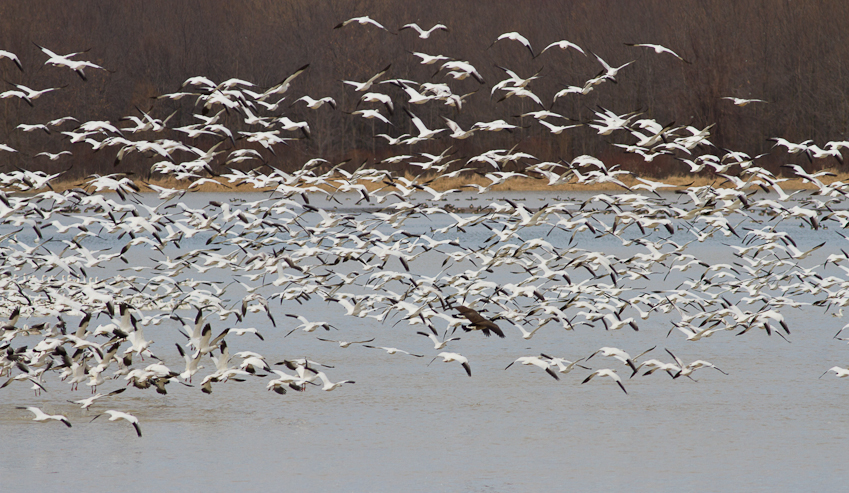 1/1250 sec at f / 6.3