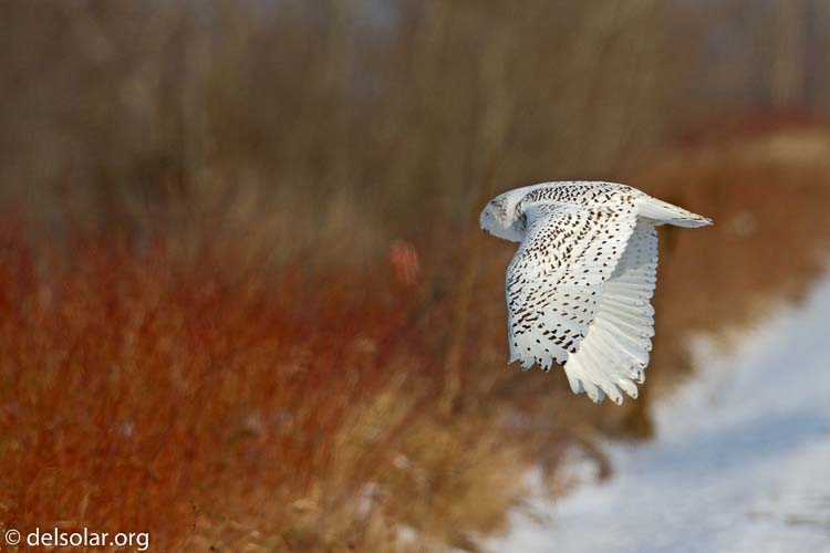 Canon EOS 7D  --  500 mm  --  EF500mm f/4L IS USM  