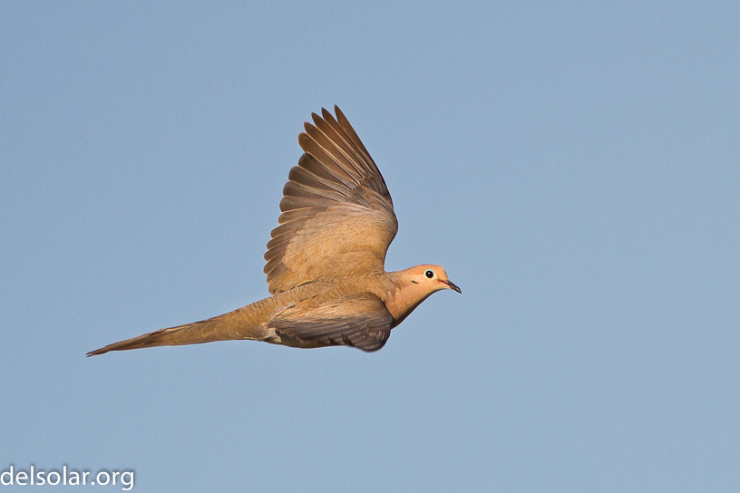 Canon EOS 7D - EF500mm f/4L IS USM