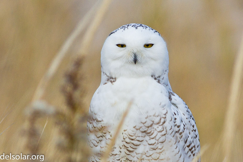 Canon EOS 7D - EF400mm f/5.6L USM