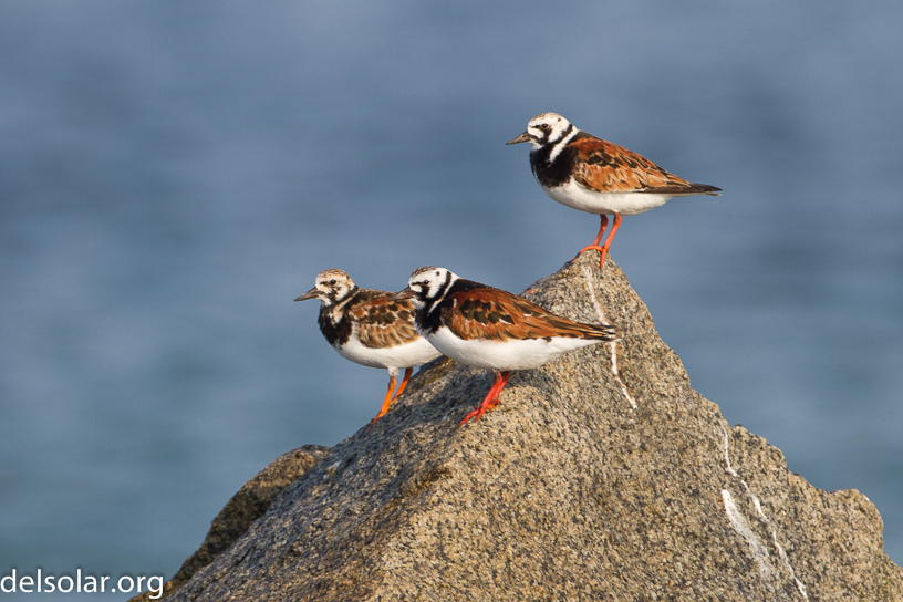 Canon EOS 7D - EF500mm f/4L IS USM