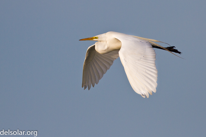 Canon EOS 7D - EF500mm f/4L IS USM