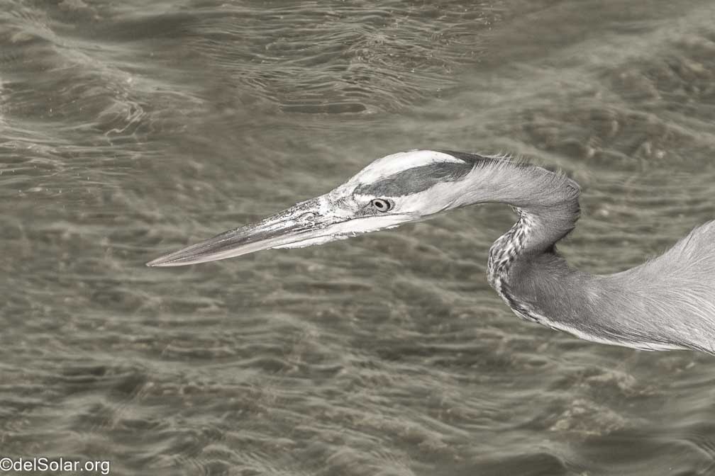 ILCE-7RM4  --  FE 200-600mm F5.6-6.3 G OSS -- 1/2000 sec at f / 7.1 -- ISO 1000 -- 0 EV -- 