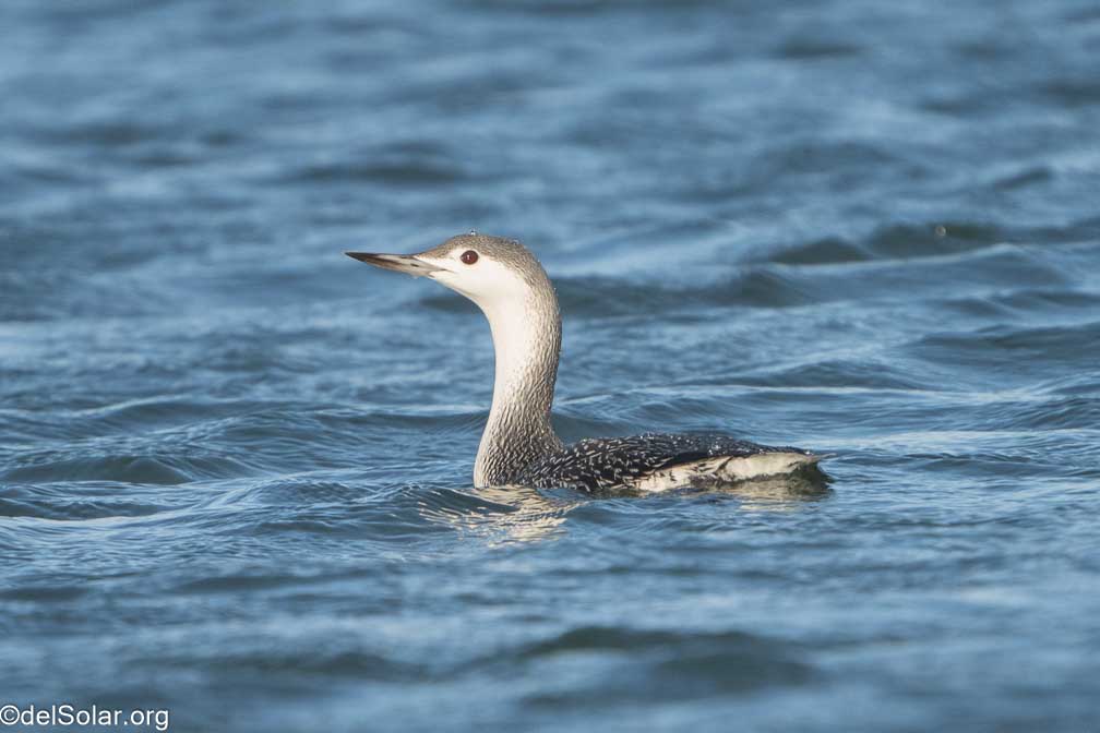 ILCE-7RM4  --  FE 200-600mm F5.6-6.3 G OSS -- 1/2000 sec at f / 7.1 -- ISO 1000 -- 0 EV -- 