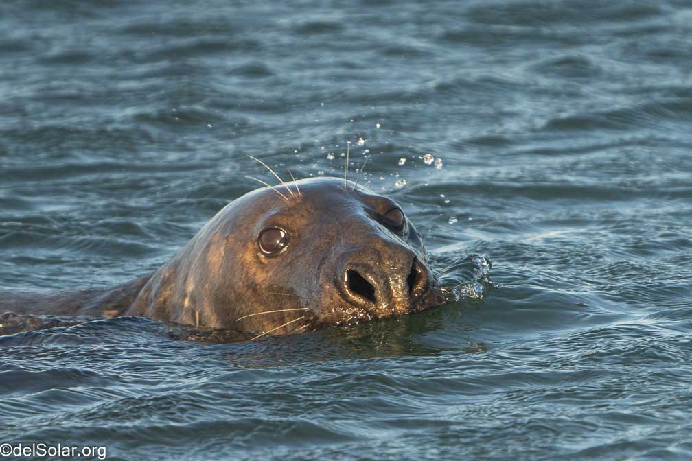 ILCE-7RM4  --  FE 200-600mm F5.6-6.3 G OSS -- 1/2000 sec at f / 7.1 -- ISO 1000 -- 0 EV -- 