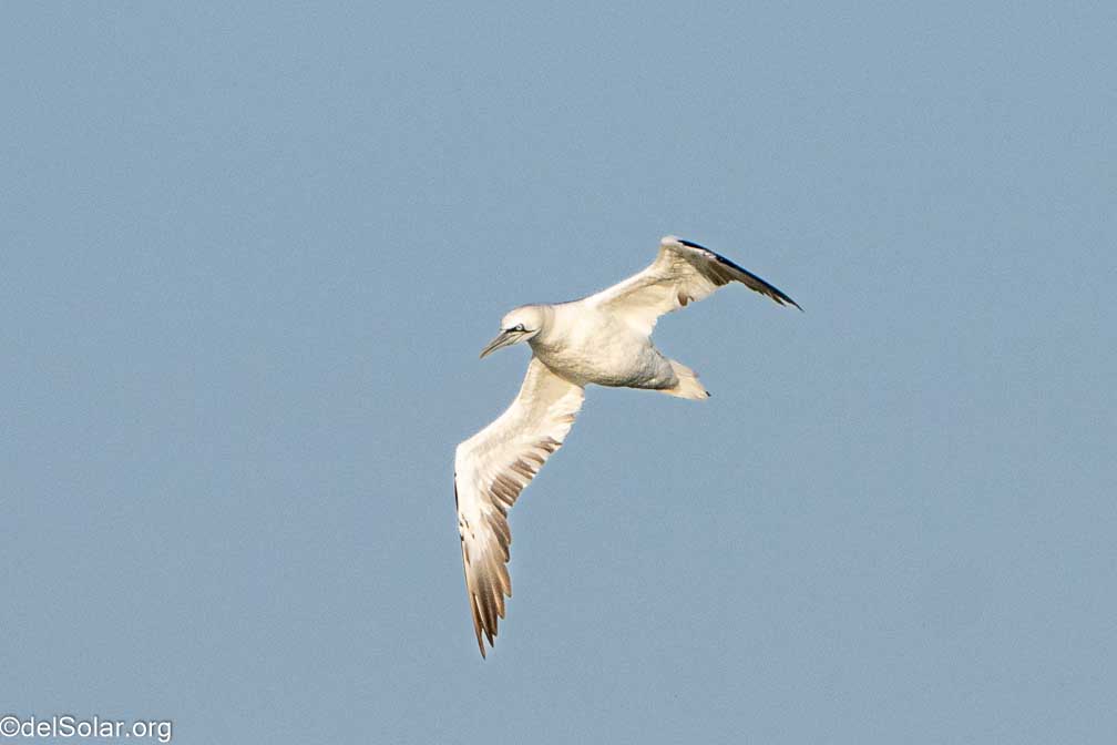 ILCE-7RM4  --  FE 200-600mm F5.6-6.3 G OSS -- 1/2000 sec at f / 7.1 -- ISO 1000 -- 0 EV -- 