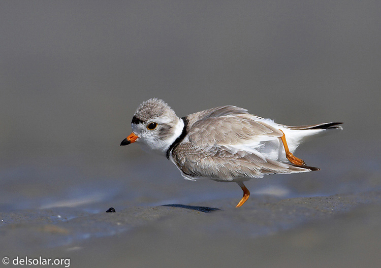 pipingplover03a
