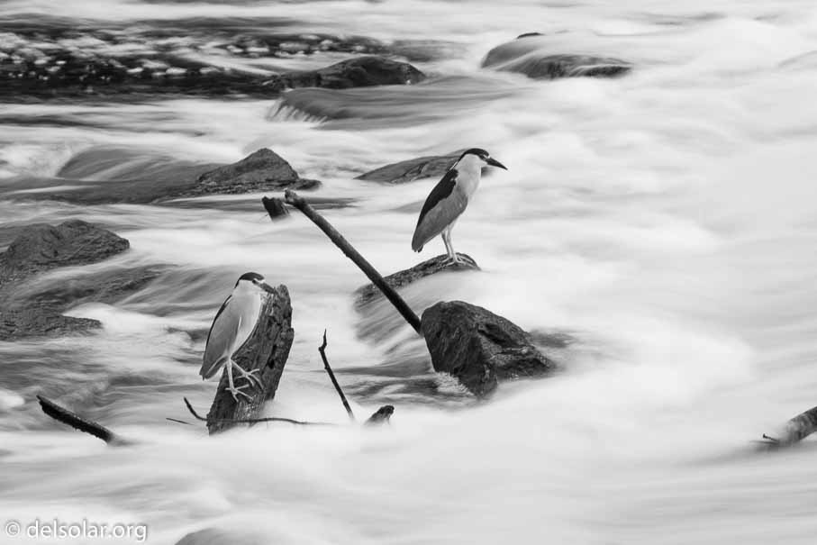 Canon EOS 7D Mark II  --  170 mm  --  EF100-400mm f/4.5-5.6L IS II USM  