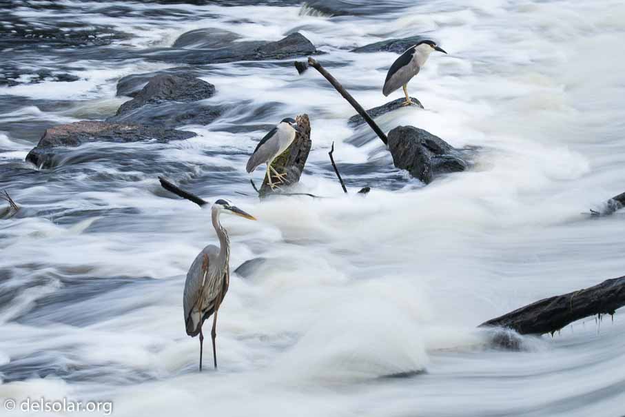 Canon EOS 7D Mark II  --  142 mm  --  EF100-400mm f/4.5-5.6L IS II USM  