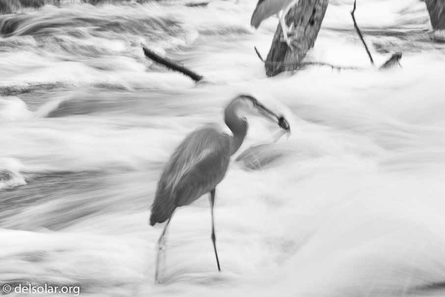 Canon EOS 7D Mark II  --  300 mm  --  EF100-400mm f/4.5-5.6L IS II USM  