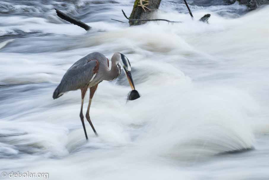 Canon EOS 7D Mark II  --  263 mm  --  EF100-400mm f/4.5-5.6L IS II USM  