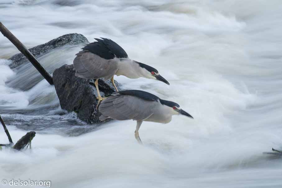 Canon EOS 7D Mark II  --  400 mm  --  EF100-400mm f/4.5-5.6L IS II USM  