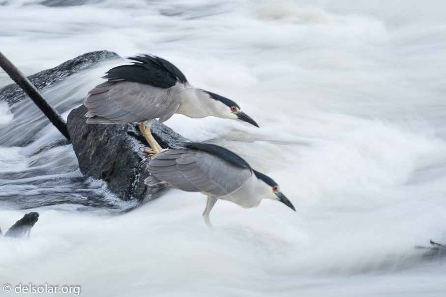 Canon EOS 7D Mark II  --  349 mm  --  EF100-400mm f/4.5-5.6L IS II USM  