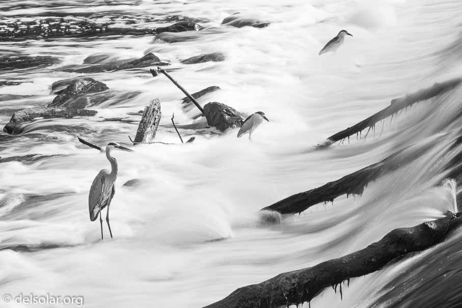 Canon EOS 7D Mark II  --  117 mm  --  EF100-400mm f/4.5-5.6L IS II USM  