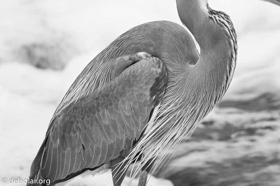 Canon EOS 5D Mark III  --  600 mm  --  EF600mm f/4L IS II USM  