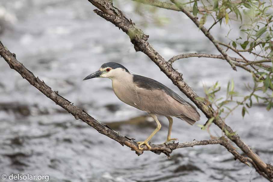 Canon EOS 5D Mark III  --  600 mm  --  EF600mm f/4L IS II USM  