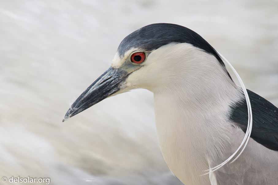 Canon EOS 5D Mark III  --  600 mm  --  EF600mm f/4L IS II USM  