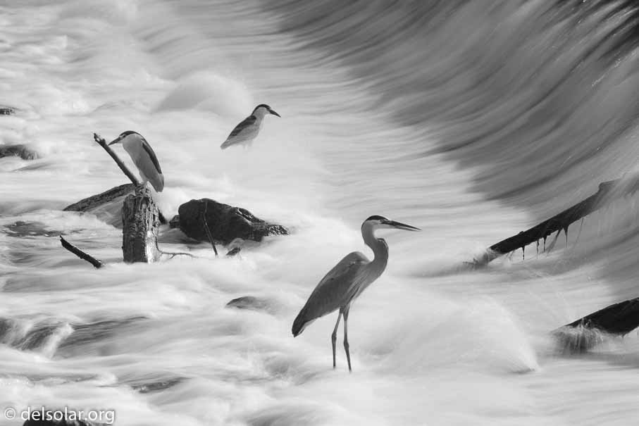 Canon EOS 5D Mark III  --  309 mm  --  EF100-400mm f/4.5-5.6L IS II USM +1.4x III  