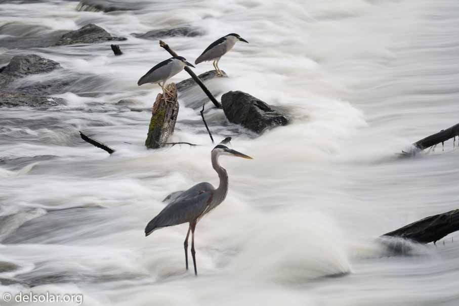 Canon EOS 5D Mark III  --  247 mm  --  EF100-400mm f/4.5-5.6L IS II USM +1.4x III  