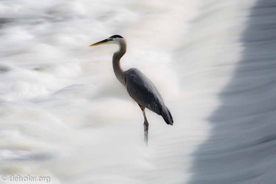 Canon EOS 5D Mark III  --  560 mm  --  EF100-400mm f/4.5-5.6L IS II USM +1.4x III  