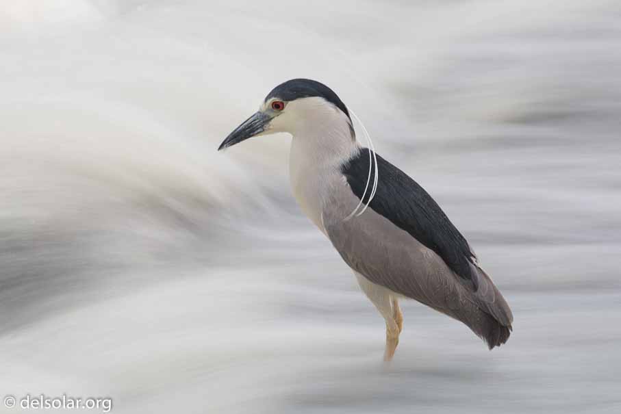 Canon EOS 5D Mark III  --  520 mm  --  EF100-400mm f/4.5-5.6L IS II USM +1.4x III  