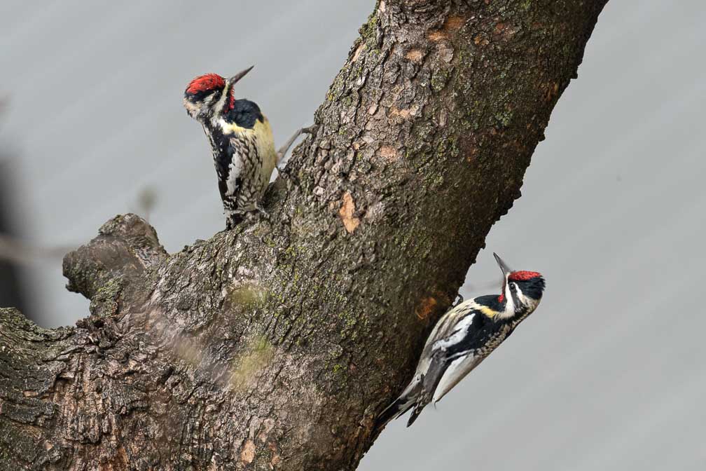 ILCE-7RM4  --  FE 400-800mm F6.3-8 G OSS -- 1/640 sec at f / 10 -- ISO 1250 -- 0 EV -- 