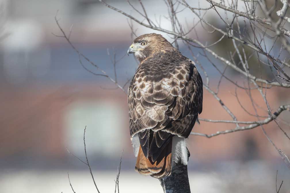 Canon EOS R5  --  RF200-800mm F6.3-9 IS USM -- 1/2500 sec at f / 9.0 -- ISO 1000 -- 0 EV -- 