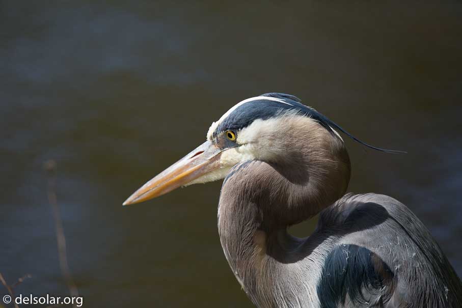 Canon EOS 5D Mark III  --  600 mm  --  EF600mm f/4L IS II USM  