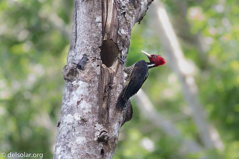 Canon EOS 7D Mark II  --  400 mm  --  EF100-400mm f/4.5-5.6L IS II USM  