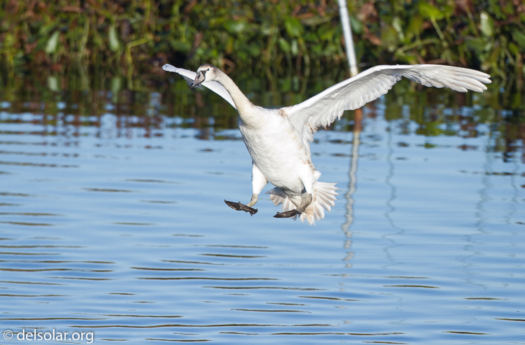Canon EOS 7D  --  500 mm  --  EF500mm f/4L IS USM  