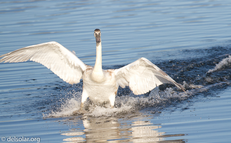 Canon EOS 7D  --  500 mm  --  EF500mm f/4L IS USM  