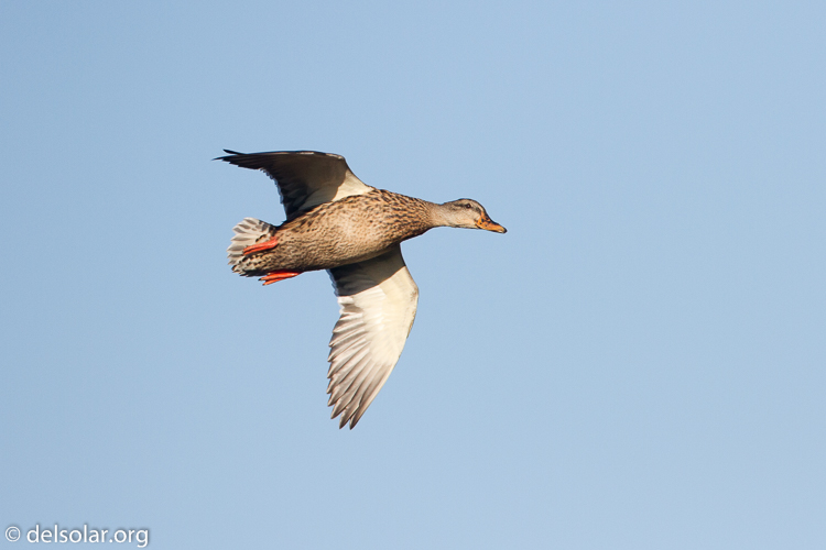 Canon EOS 7D  --  500 mm  --  EF500mm f/4L IS USM  