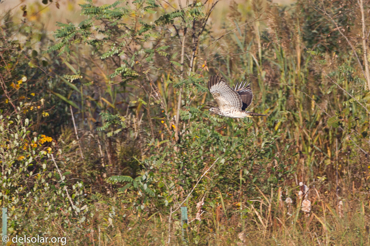 Canon EOS 7D  --  500 mm  --  EF500mm f/4L IS USM  